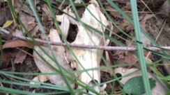 A skull feared to be that of a greyhound's found by a bushwalker in the Swan Bay area.