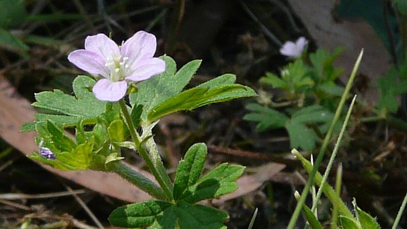 Native geranium (Geranium solander)