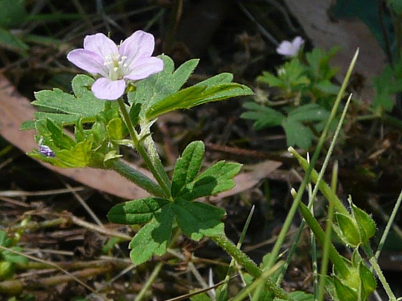 Native geranium (Geranium solander)