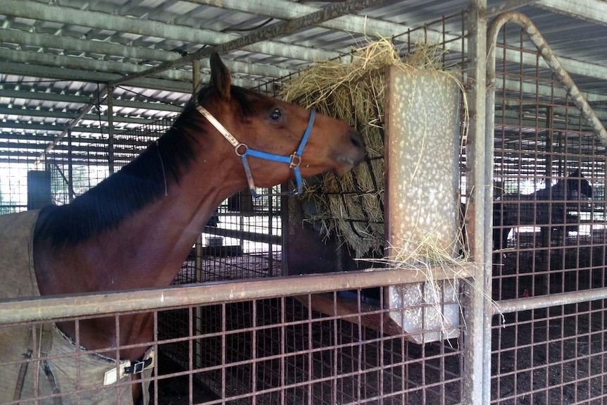 A horse eats hay in a barn