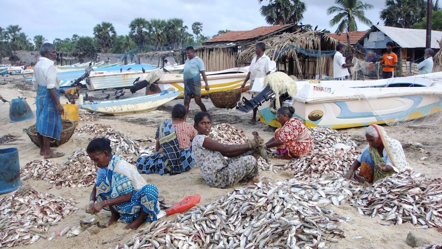 People sitting on a beach sorting through piles of small fish.