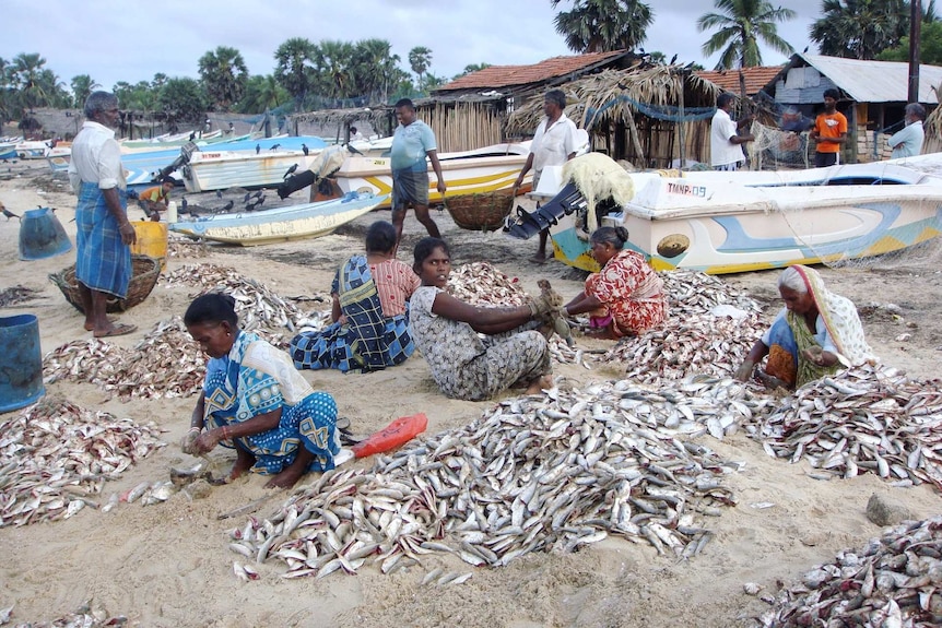 People sitting on a beach sorting through piles of small fish.
