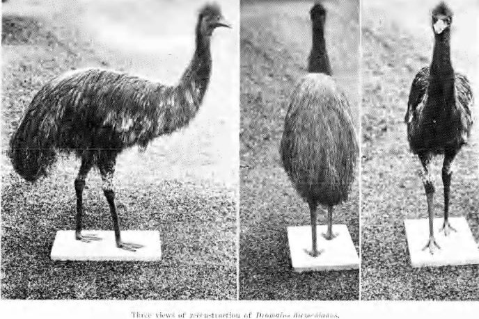 A black and white photo of a model of an emu posed from the front, side and back