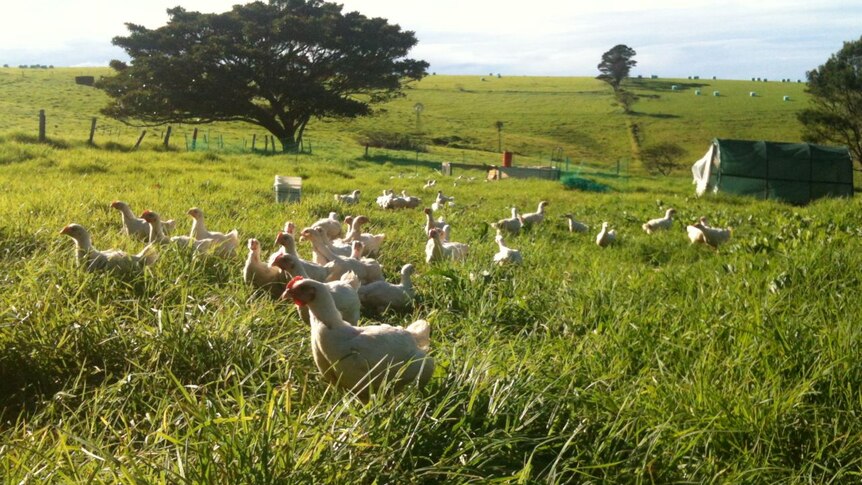 Meat chickens on a paddock at Adam Walmsley's property in Gerringong.