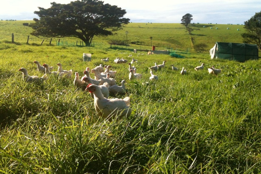 Meat chickens on a paddock at Adam Walmsley's property in Gerringong.