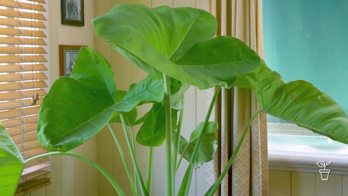 Large green-leafed plant growing indoors near two windows