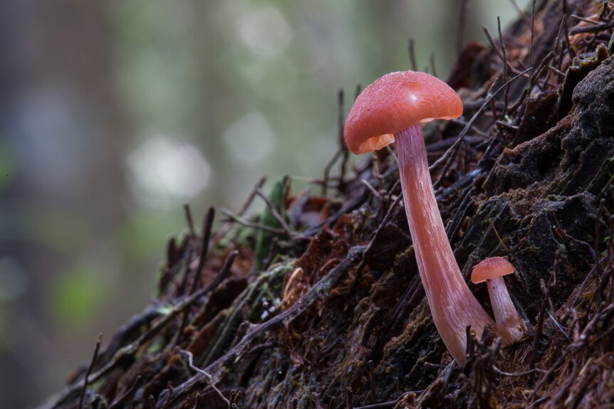 Two tiny mushrooms on a log
