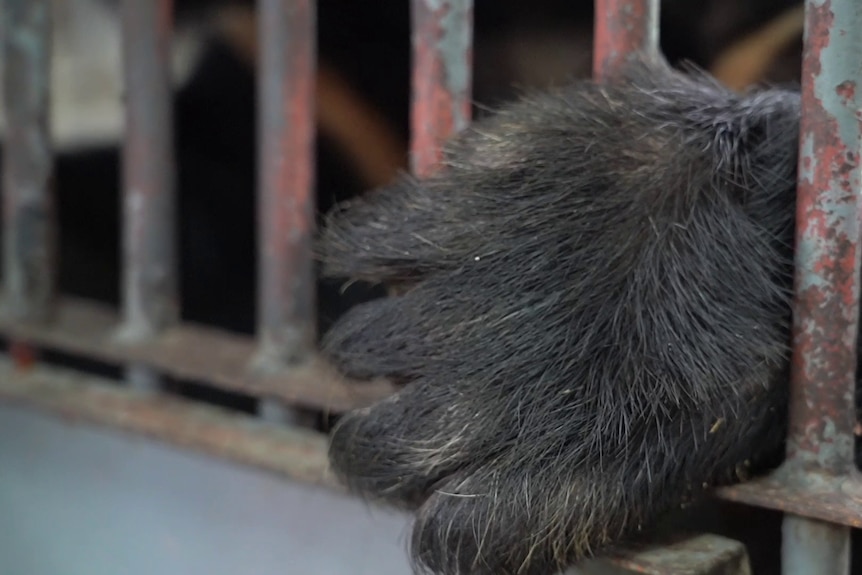 A bear's paw resting on the bars of a cage.