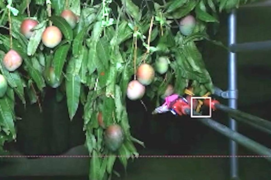 Mango harvester in shed trials