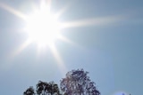 Above-average temperatures are predicted for Brisbane and Ipswich for the rest of the week.