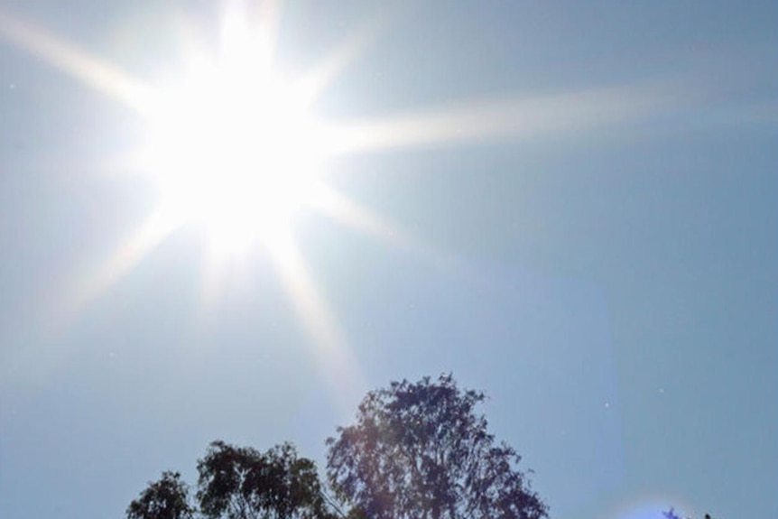 The sun sits high in a blue sky with the tops of trees visible below.