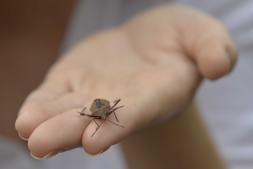 Insect rests on a woman's fingertips