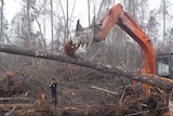An orangutang faces off against a bulldozer knocking down a tree he is sitting in.
