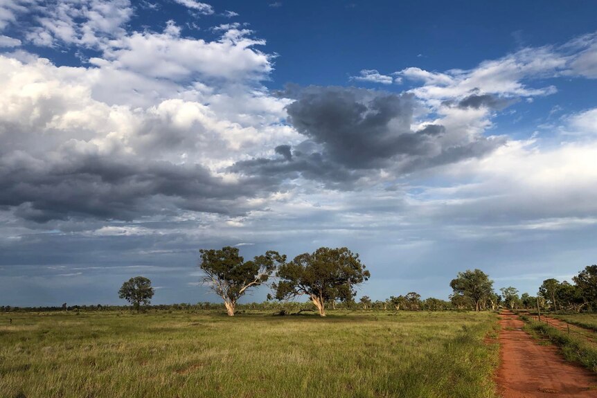 A green paddock full of long green grass and healthy trees alongside a red dirt road.