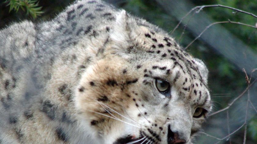 The snow leopards at Melbourne Zoo seemed quite happy to play in the snow.
