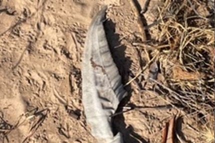 Image of a severed fish fin, lying on the ground at a suspected illegal fishing camp in the far northern Kimberley