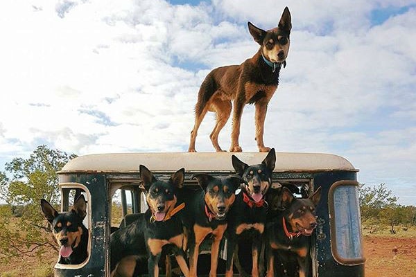 Working dogs at station