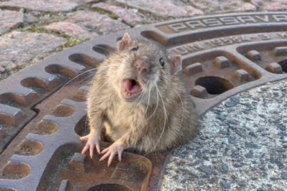 A rat stuck in a sewer manhole  looks into the camera with a seemingly imploring look on its face