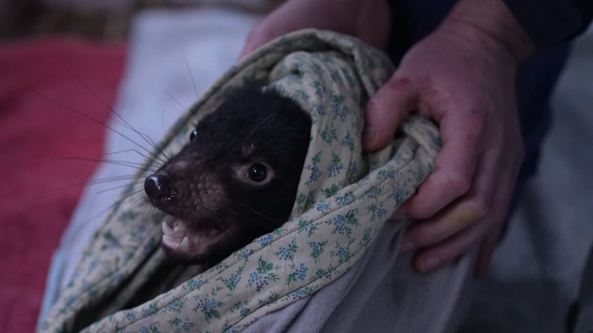 A juvenile Tasmanian devil being cared for by a vet.