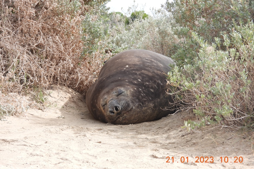 A seal on the beach.