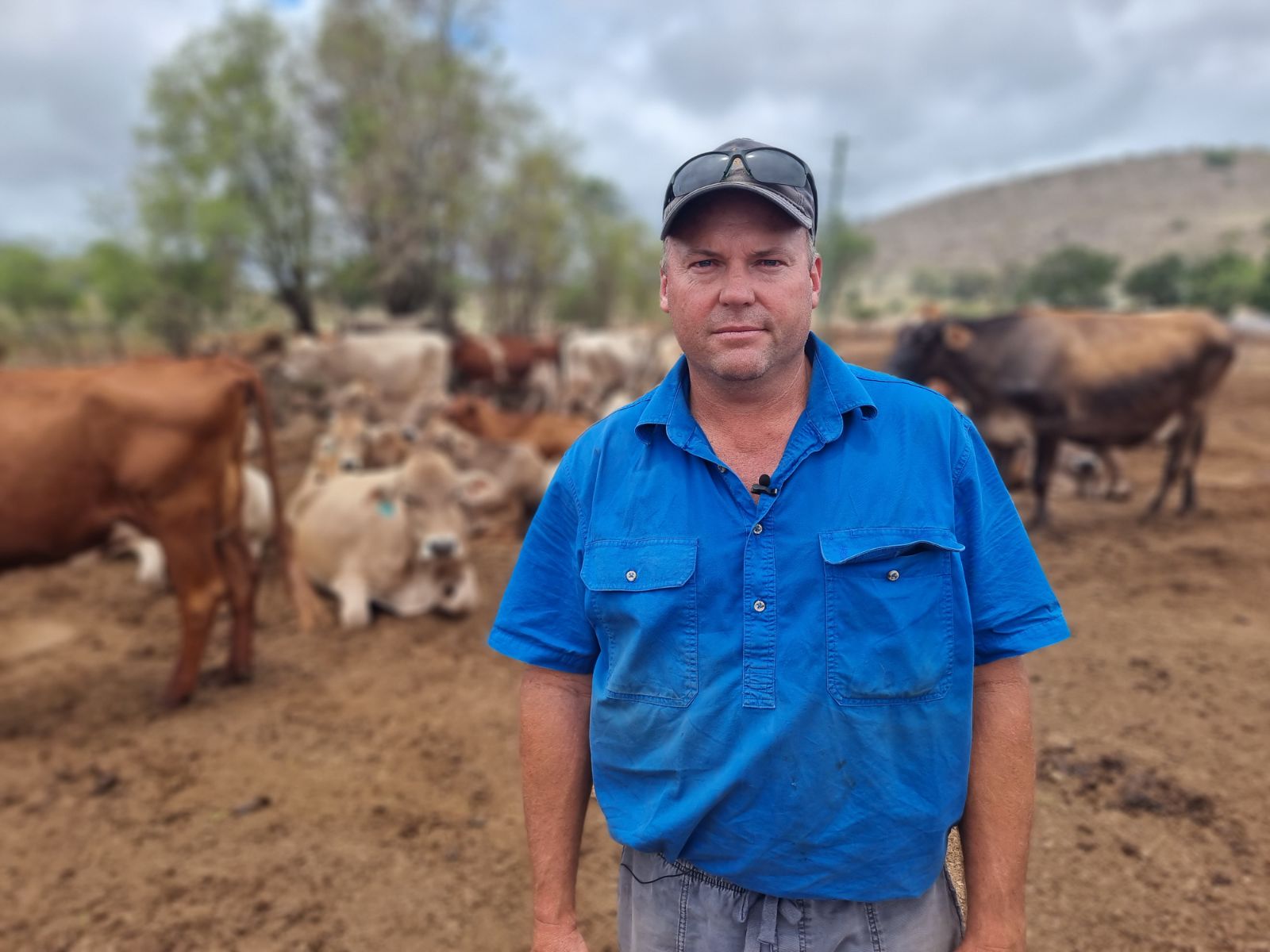 A man looks serious in front of cows.