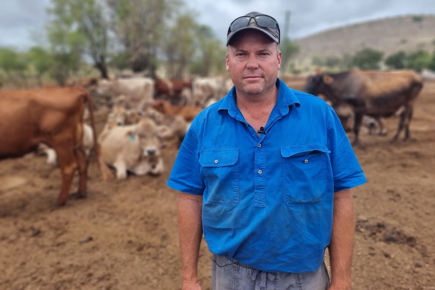 A man looks serious in front of cows.