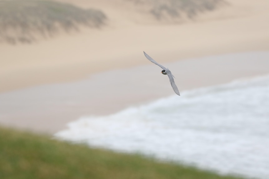 A white and black seabird flying over the ocean.