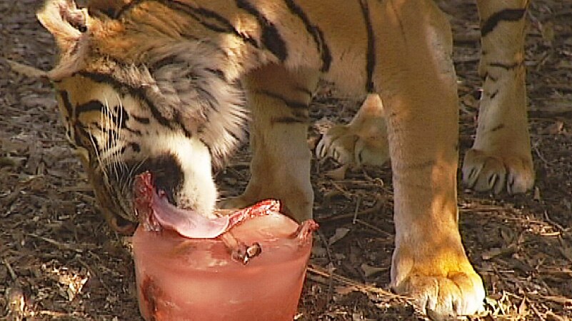 Sumatran Tiger licks ice block mixed with bones to keep cool