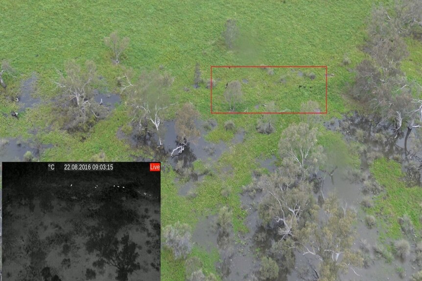 Feral pigs located in the western Riverina during the aerial cull.
