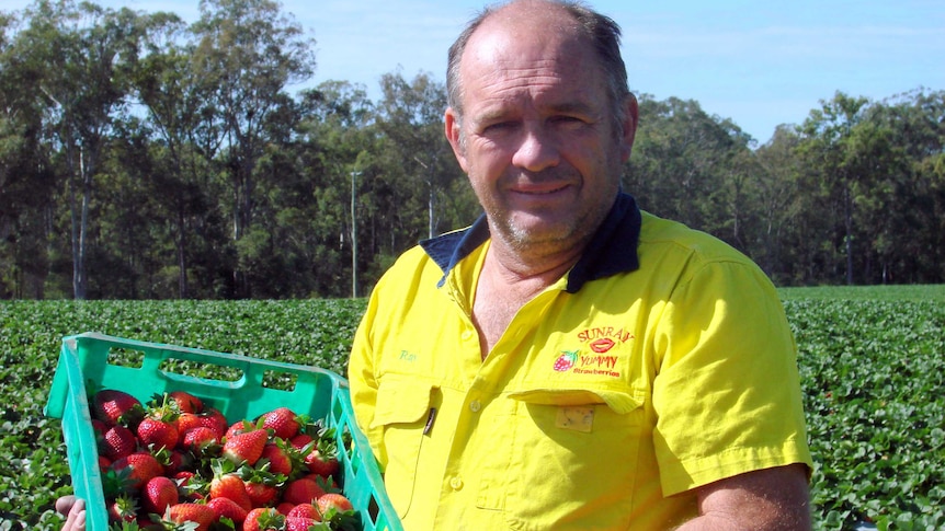 Strawberry grower Ray Daniels with some of the splendour strawberries.