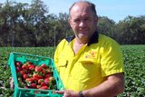 Strawberry grower Ray Daniels with some of the splendour strawberries.