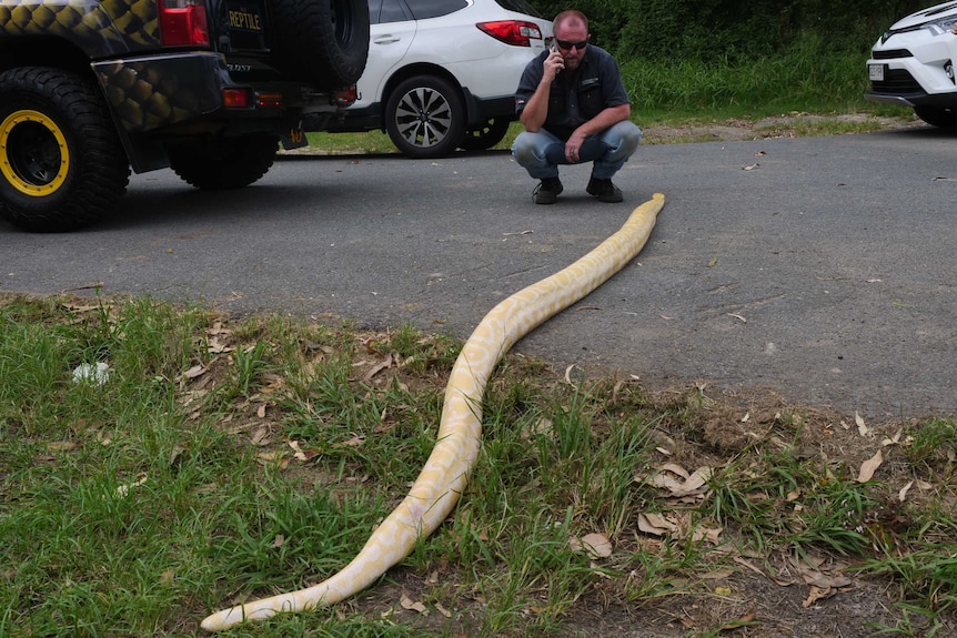 large albino snake