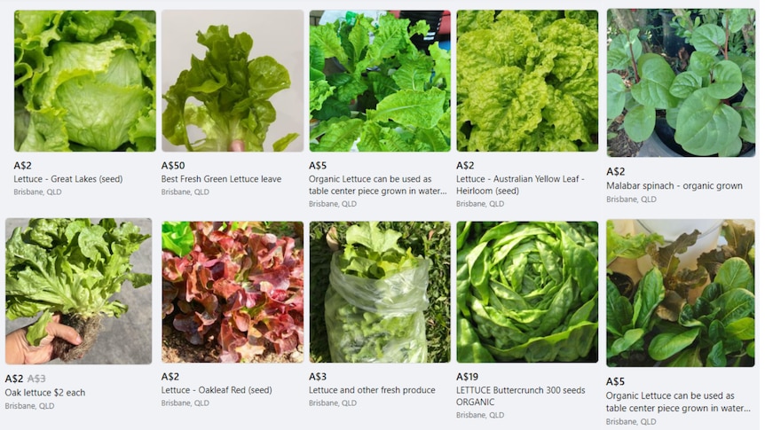 Marre de la hausse des prix des produits frais, certains Australiens ont recours aux réseaux sociaux pour s’approvisionner en légumes