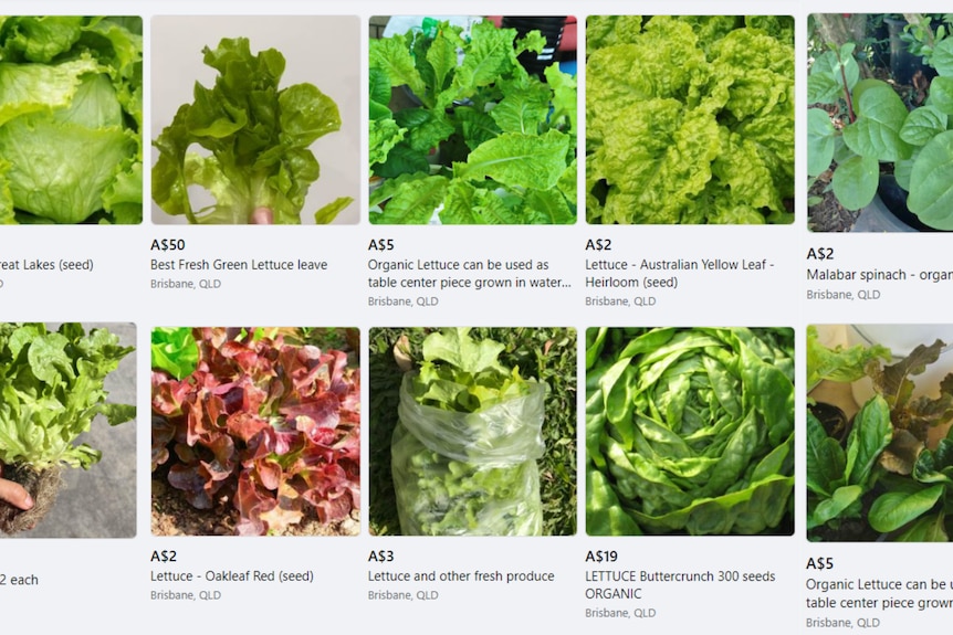 A screenshot of multiple Facebook Marketplace posts of lettuce seedlings and leaves being sold 