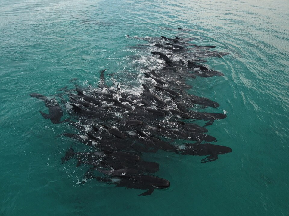 A large group of pilot whales off shore in shallow water.