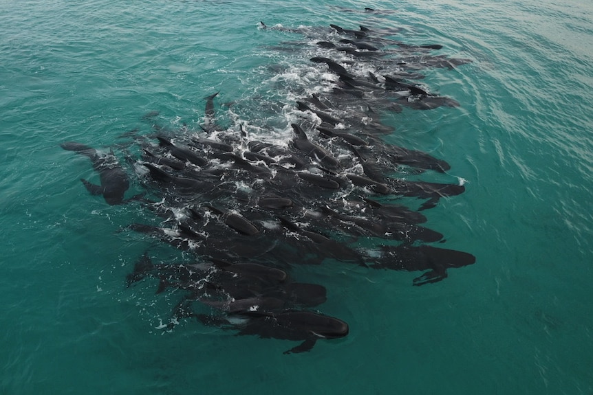 A large group of pilot whales off shore in shallow water.