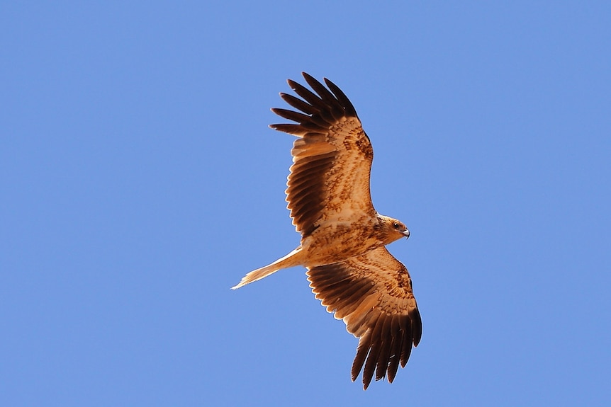 An image of an eagle in flight against a blue sky.