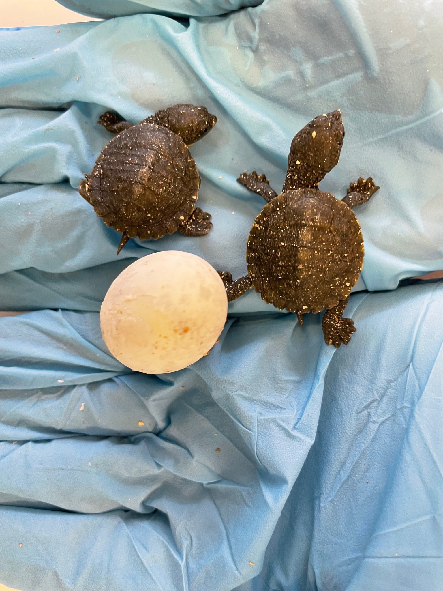 Two small turtles are laid next to their egg