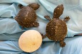Two small turtles are laid next to their egg