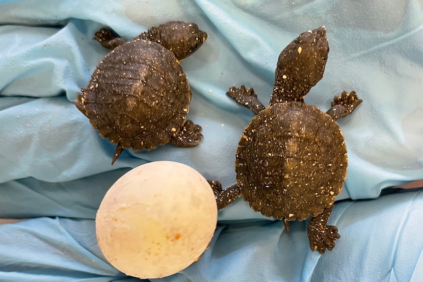 Two small turtles are laid next to their egg