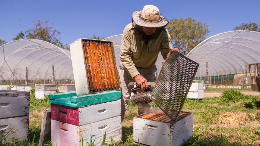 A man in a long-sleeved shirt and pants lifts the top of a bee hive as he pours hot steam over bees.