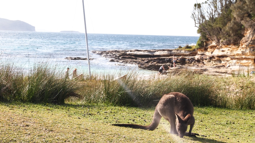An Eastern Grey Kangaroo nibbles grass near a beach