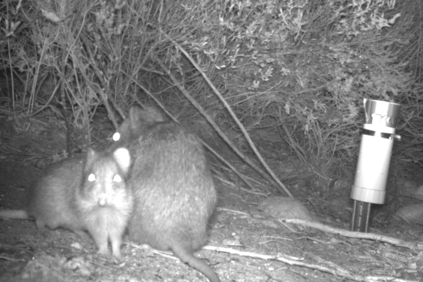 Two potoroos in black and white, one faces the camera, the other one has its back to it