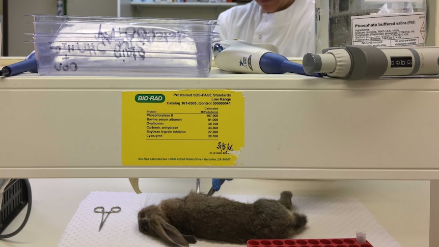 CSIRO scientist exams dead rabbit.