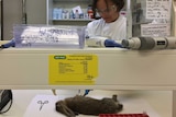 CSIRO scientist exams dead rabbit.