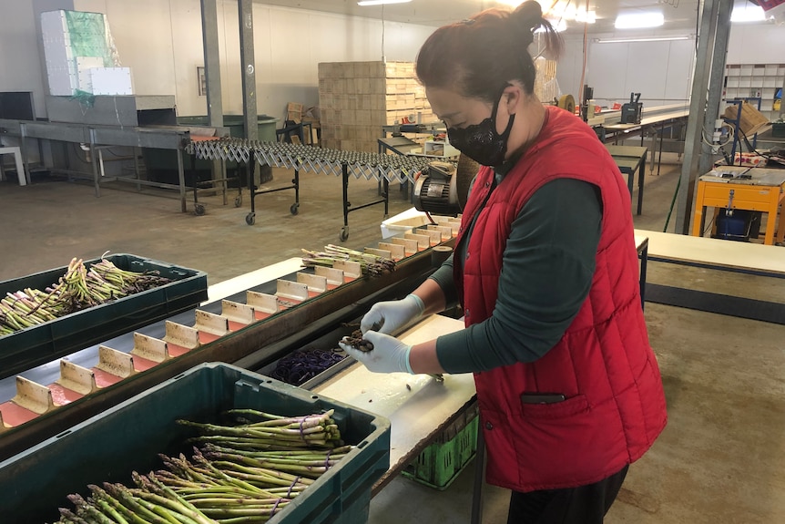 A woman wearing a red vest is putting asparagus in 150g bunches which are held together with rubber bands