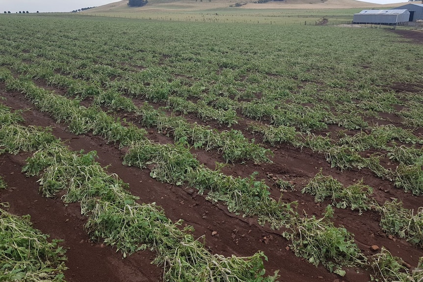 A damaged potato crop