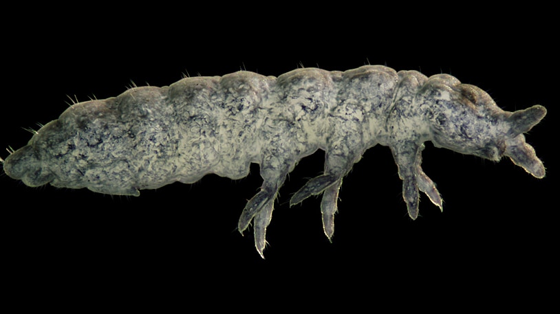 A side-on view of creature known as a springtail.