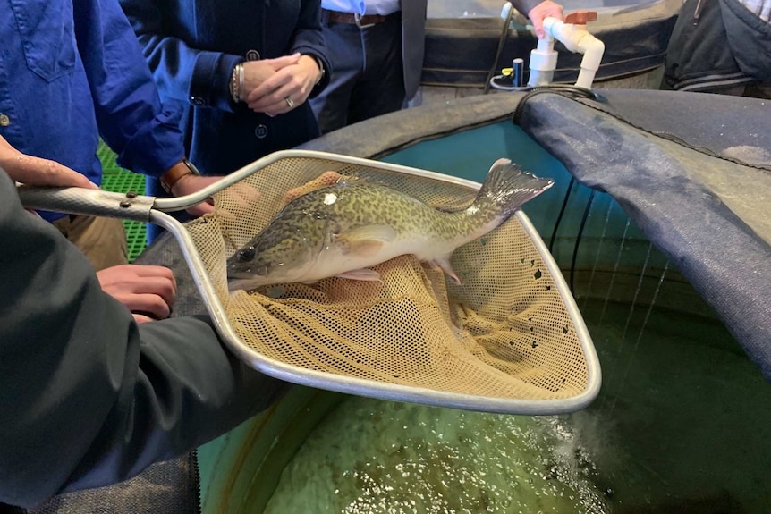 fish in hatchery at Narrandera