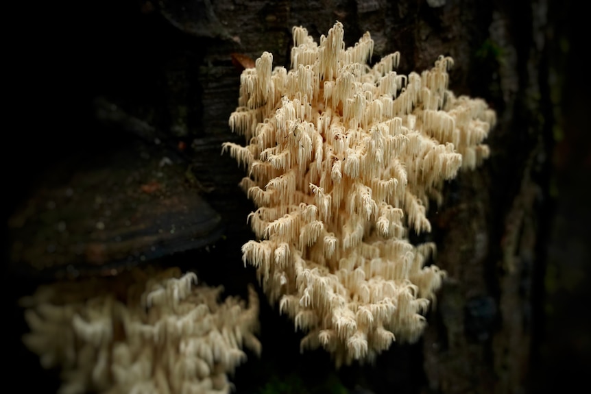 White fungi.